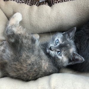 Meet your Posher, Gloriah